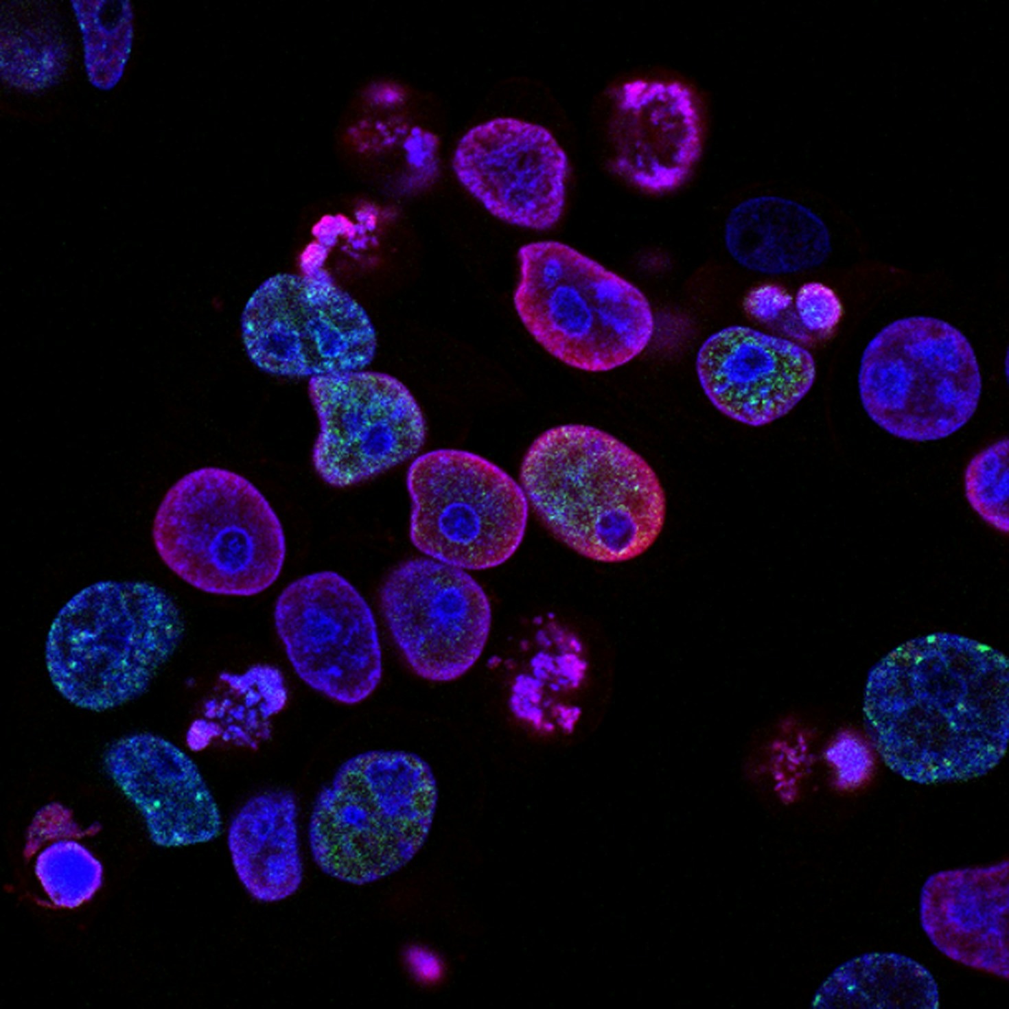 Konferencens højdepunkter: Biotek i fokus